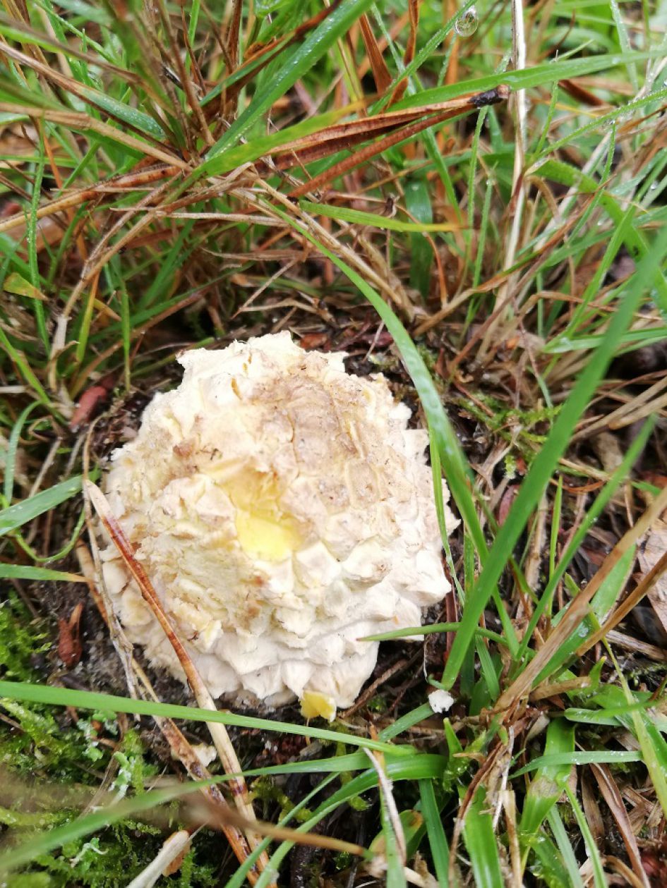 Zou dit een zwam kunnen zijn ?